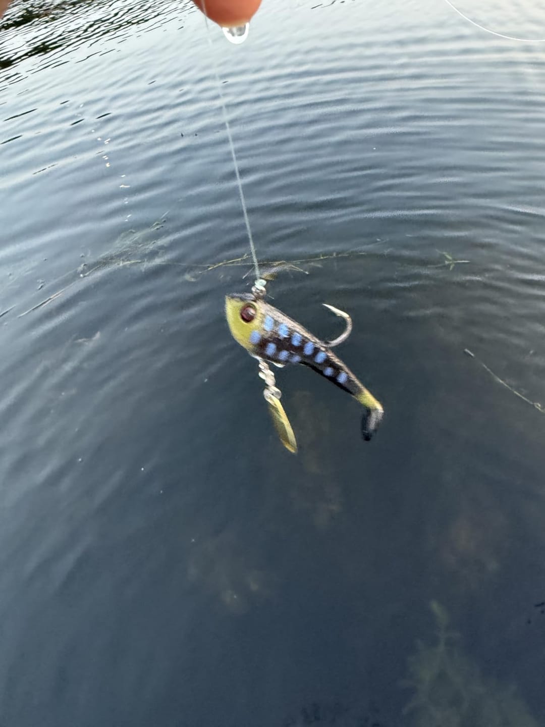 Customer photo review of Shadtale Soft Fishing Lures with BKK Hooks