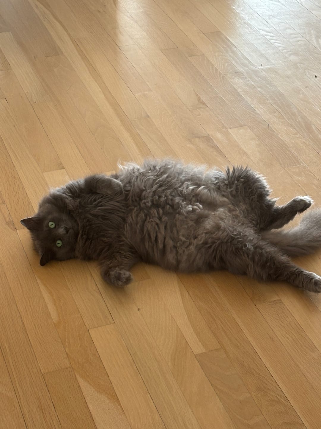 Customer photo review of Asian Tiger - Luxury Cat Scratching Board