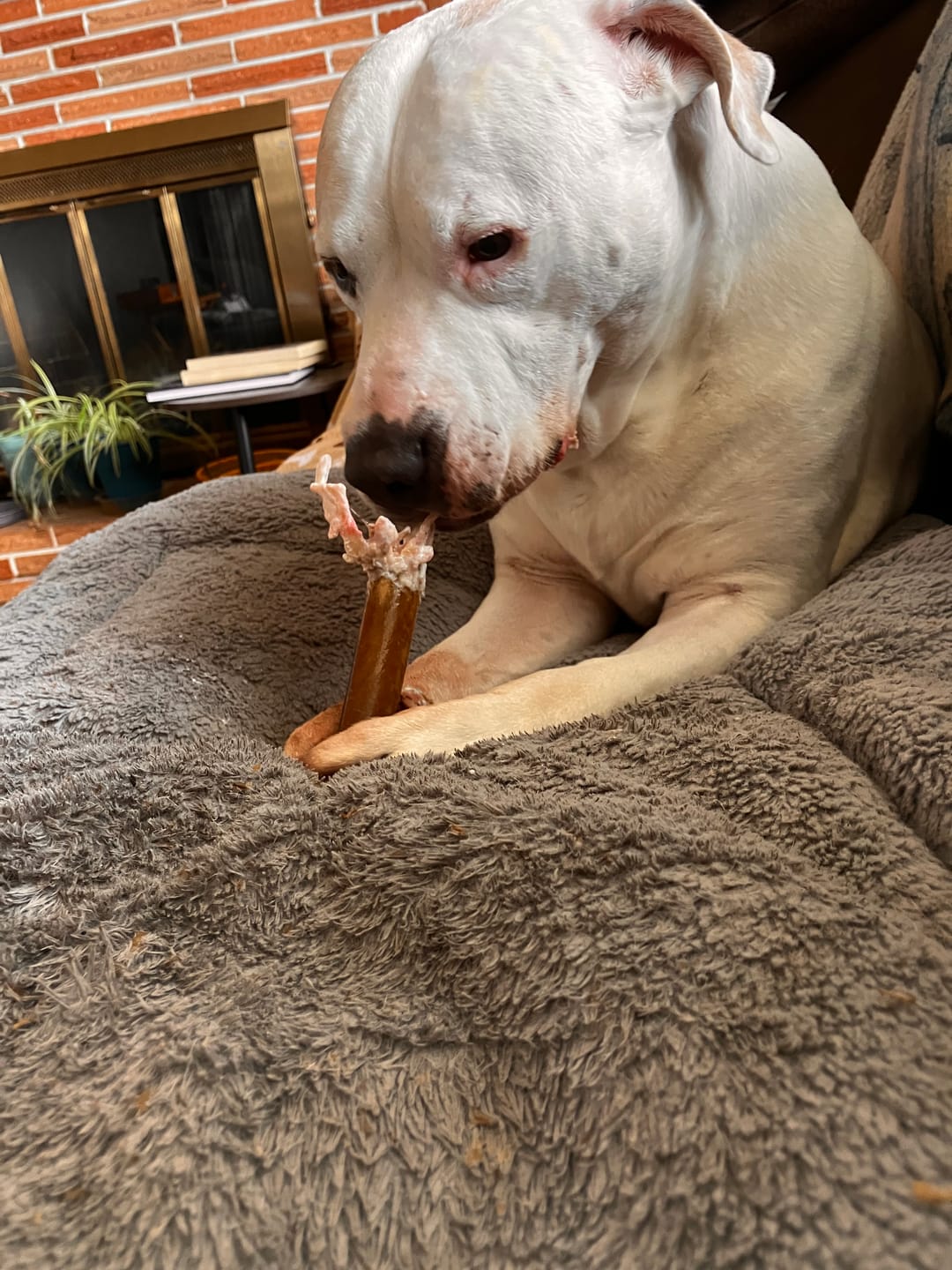 Customer photo review of 6" Monster Super Bull Promo