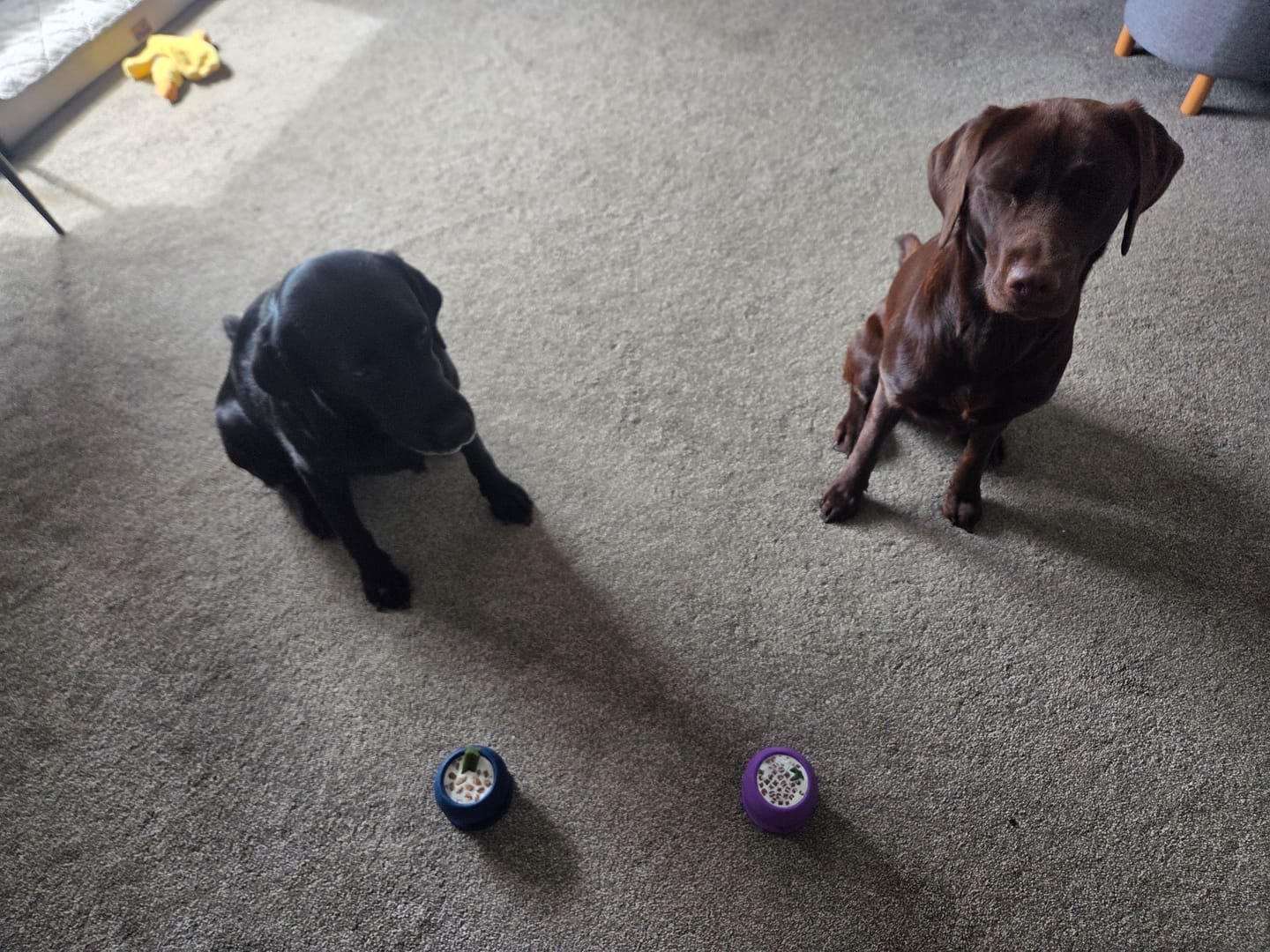Customer photo review of FreezBall Bundle  - Starter Pack