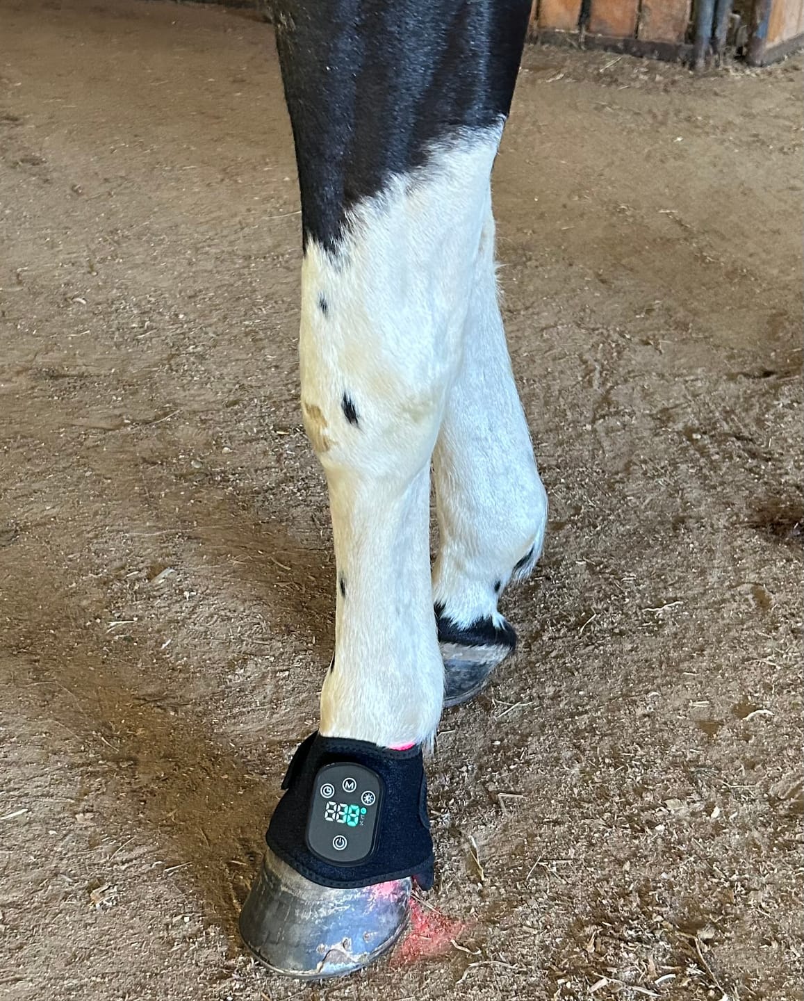 Customer photo review of HorseHalo™ HaloLegs Mini