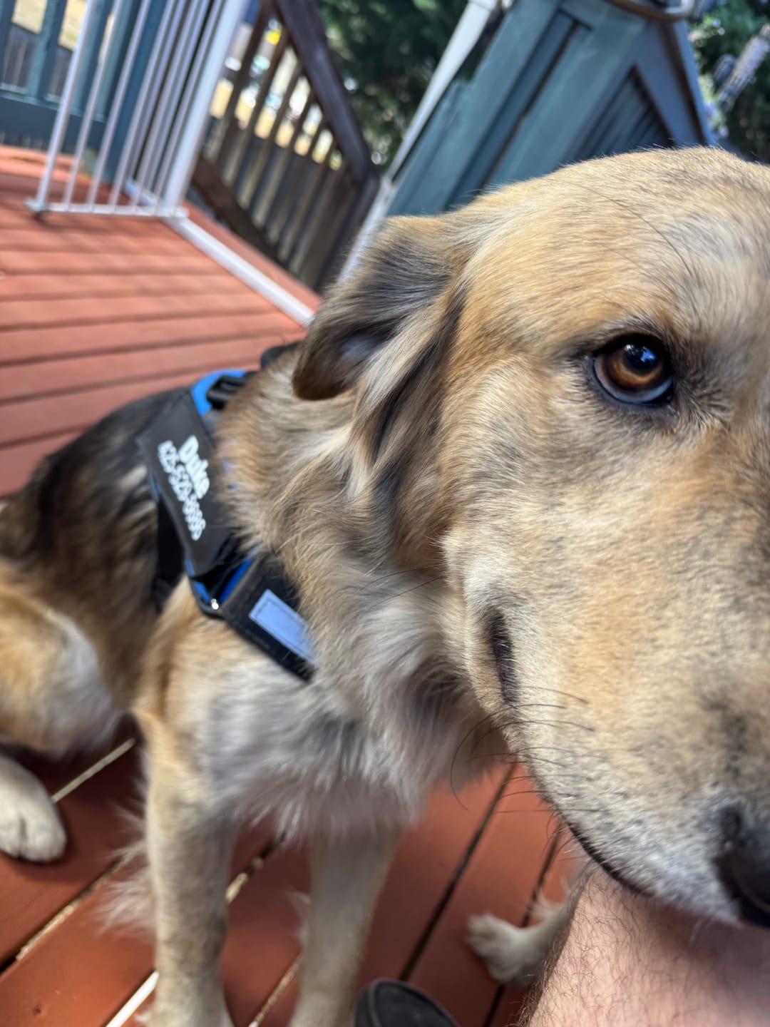 Customer photo review of Dogshood ™ No Pull Harness