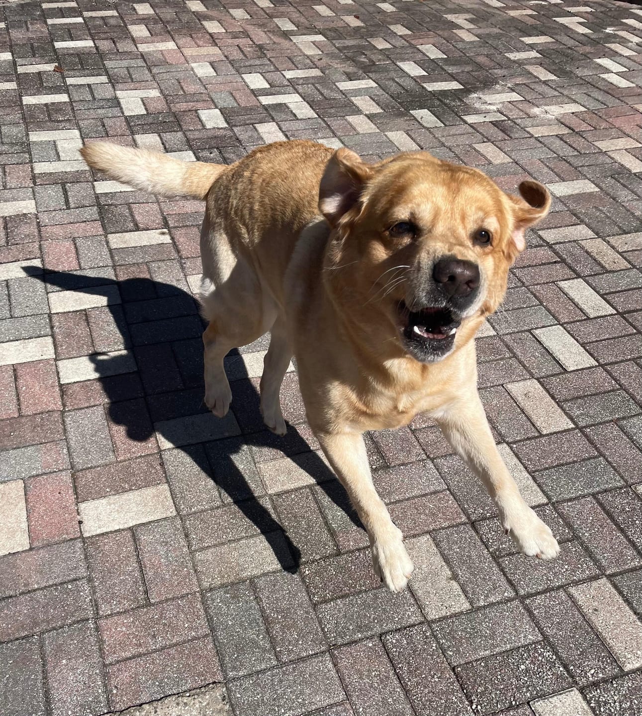 Customer photo review of Tvati Pet