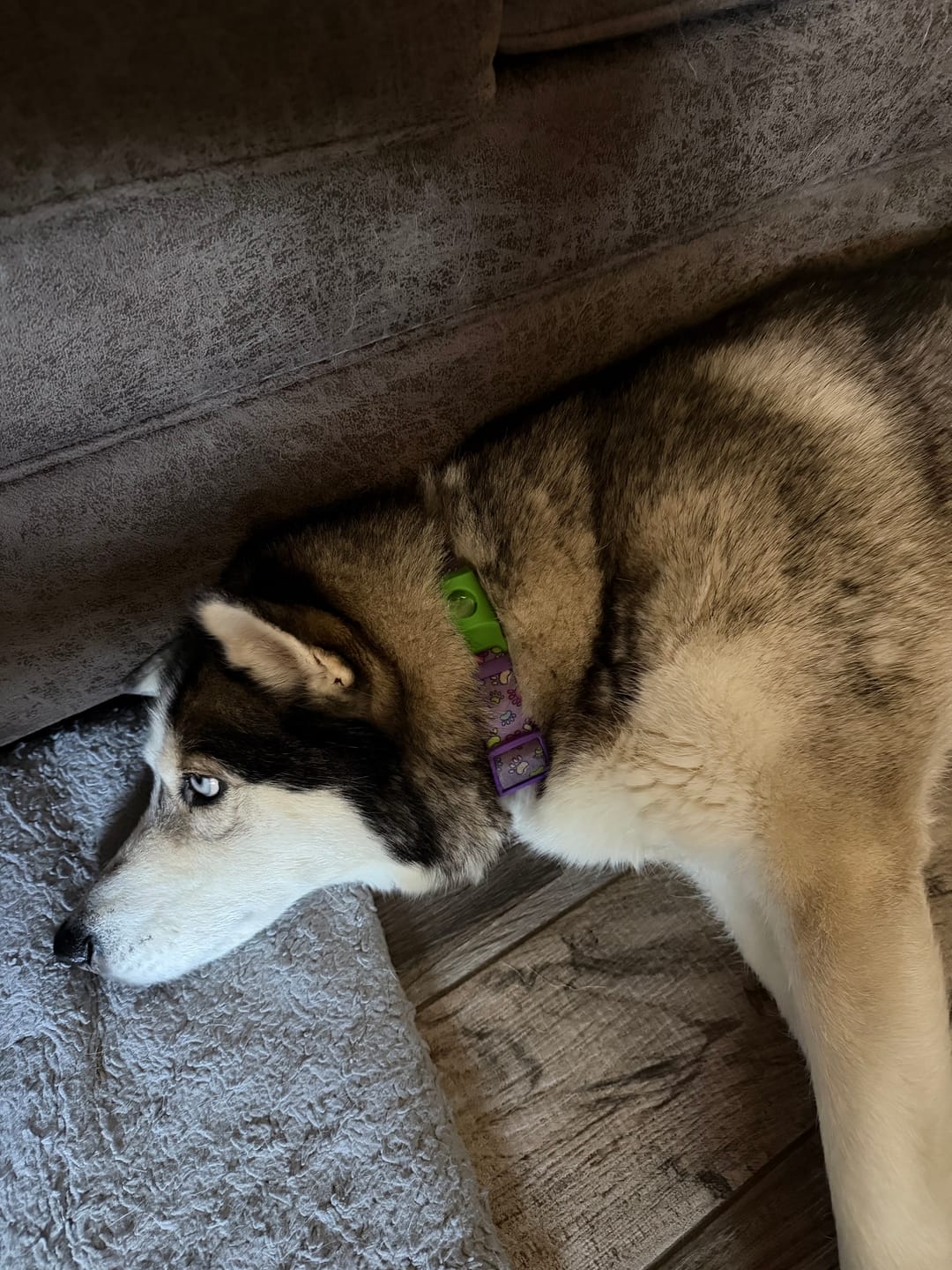 Customer photo review of FurLife™ - 12 Months All Natural Flea and Tick Tags for Dogs
