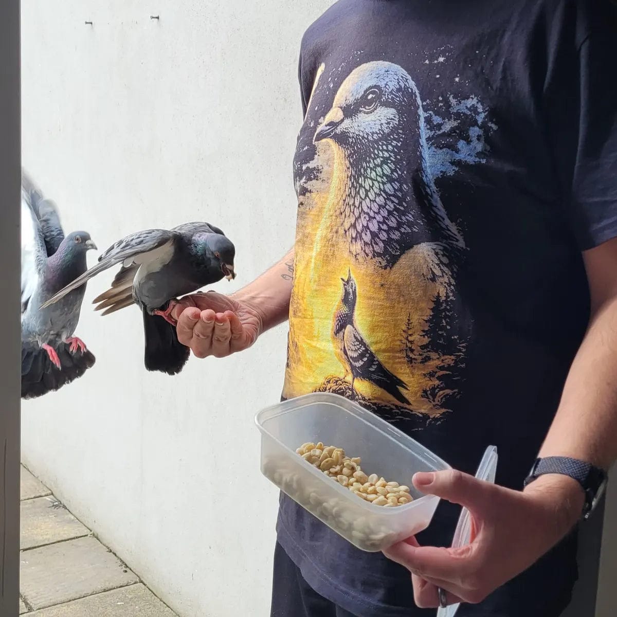 Customer photo review of Pigeon Howling to the Moon 2.0