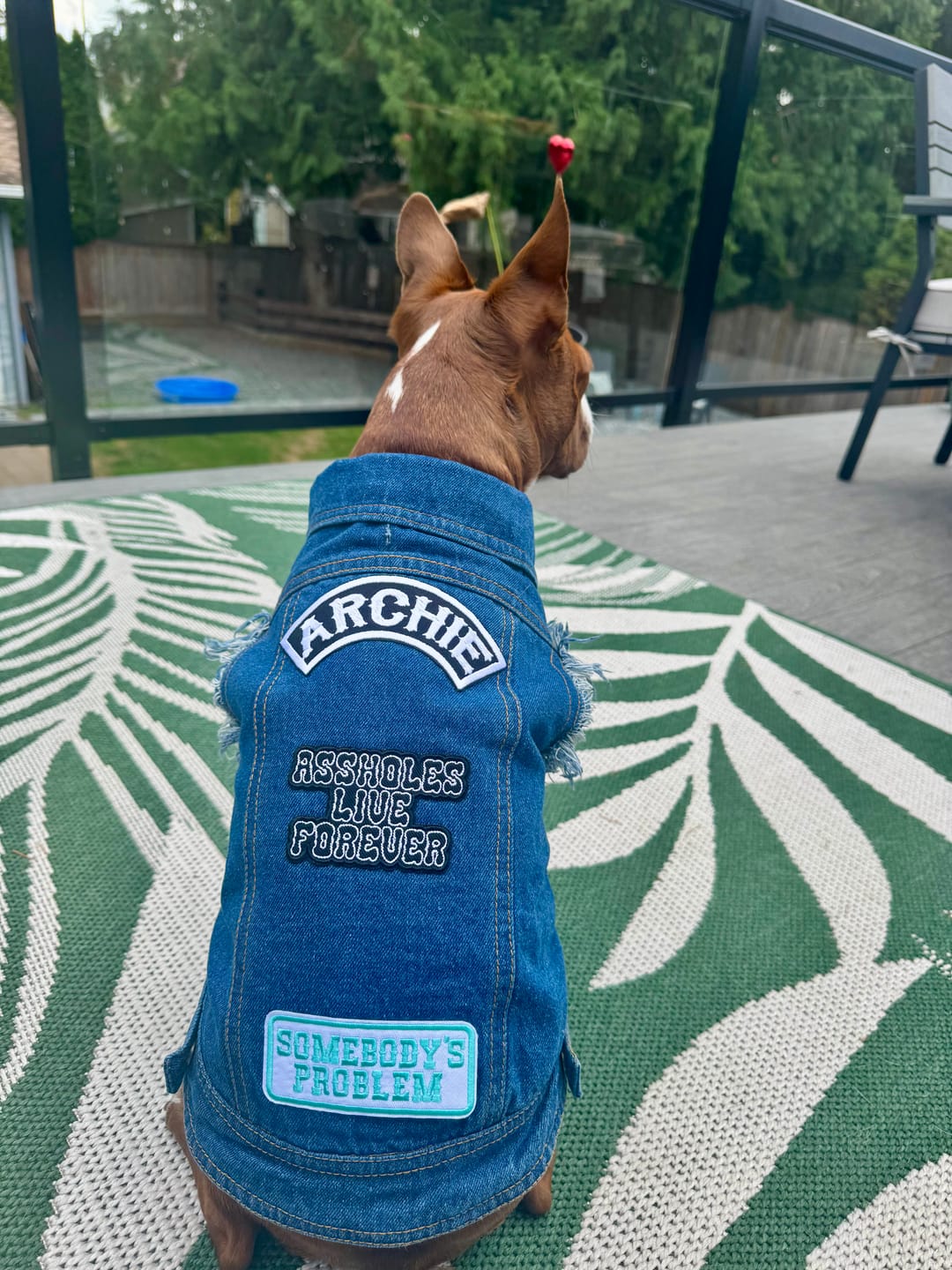 Customer photo review of Denim Dog Vest Raw Blue - Unpatched