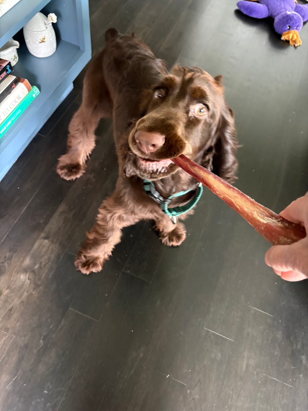 Customer photo review of 12 Inch Thick Bully Stick