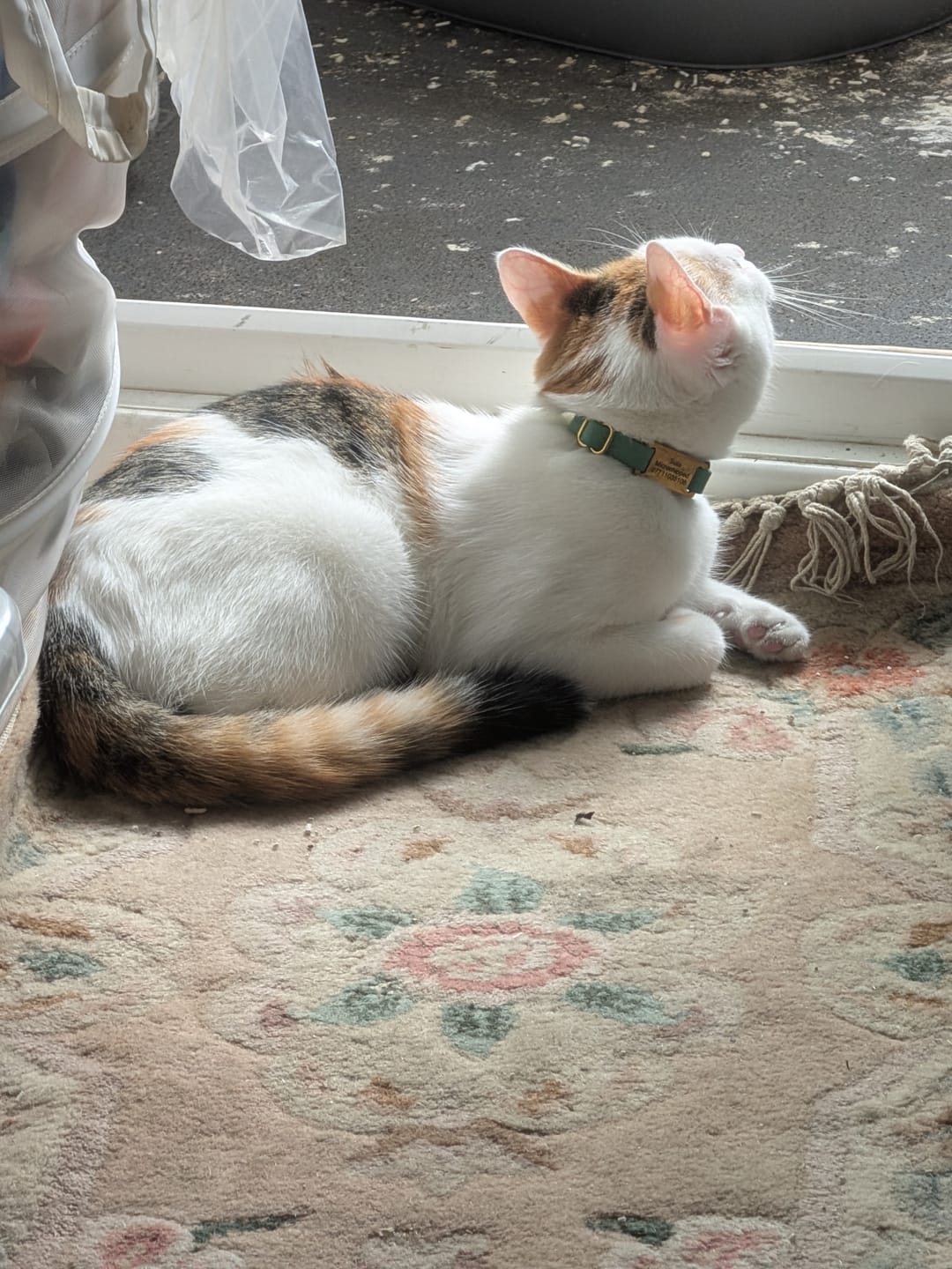 Customer photo review of Slide-On Cat ID Tag - Custom Engraved