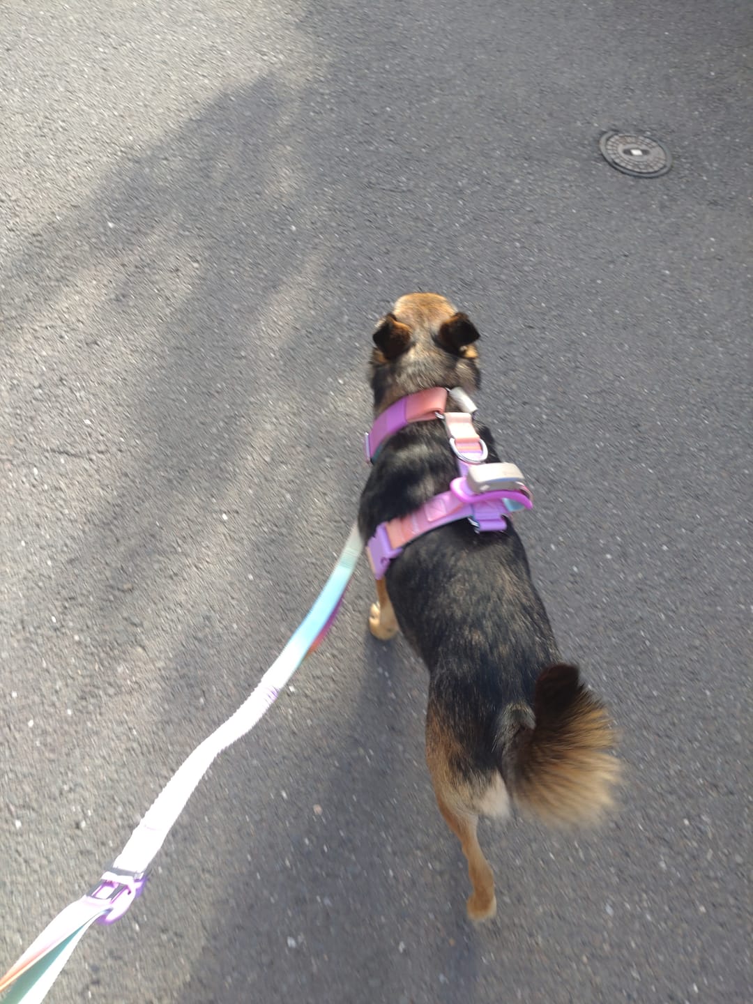 Customer photo review of Comfort Control No-Pull Dog Harness and Multipurpose Leash Set - Pastel Icing