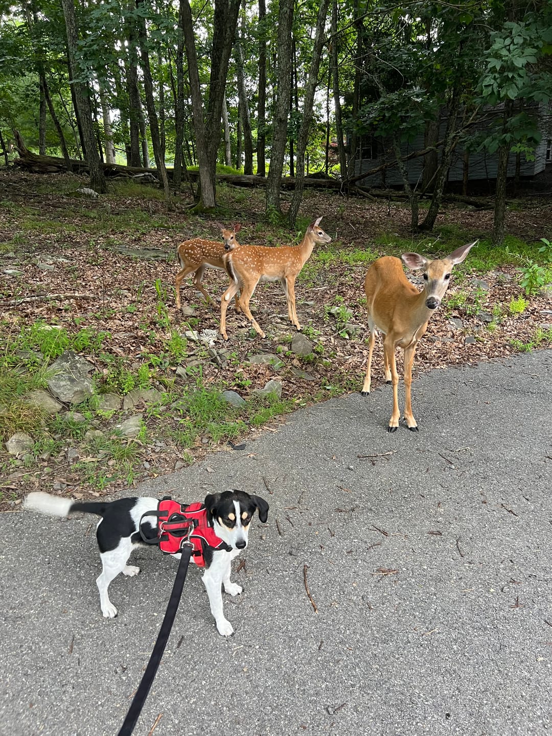 Customer photo review of FurLife™ - 12 Months All Natural Flea and Tick Tags for Dogs