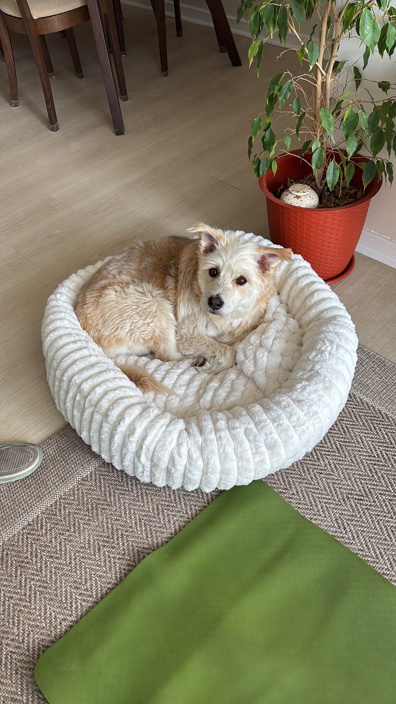 Customer photo review of Luxury Edition: Cama Anti-Estrés THE DOGS