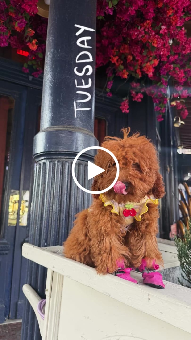 Customer video review of Wander! Bow Harness Kit Blossom - Gold