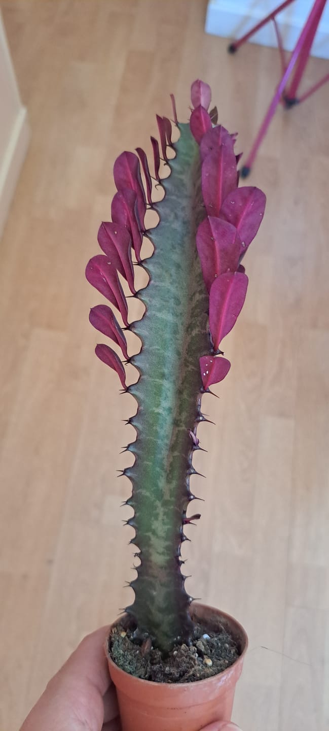 Customer photo review of Euphorbia trigona rubra