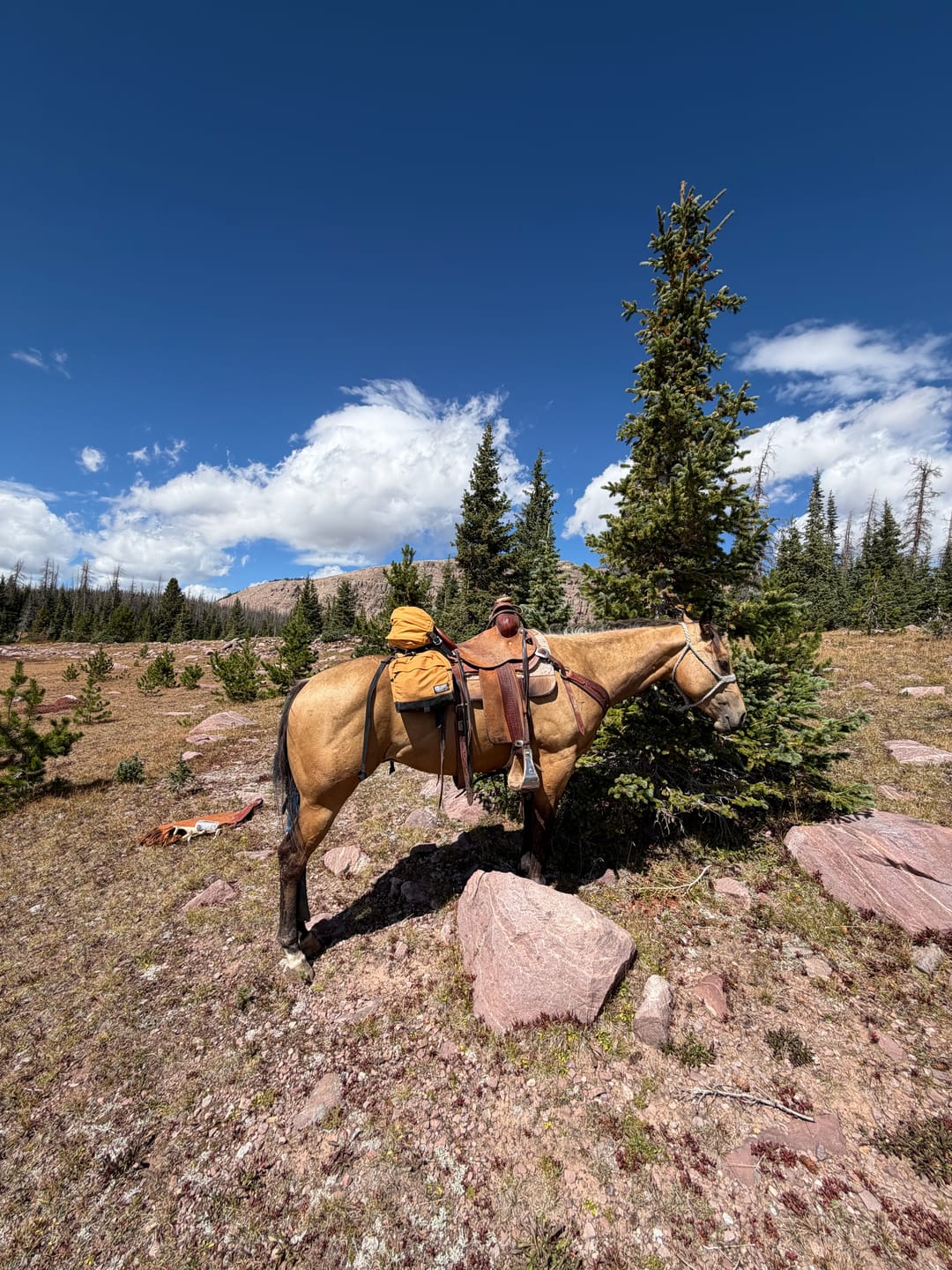 Customer photo review of STOCKMAN SADDLE BAG
