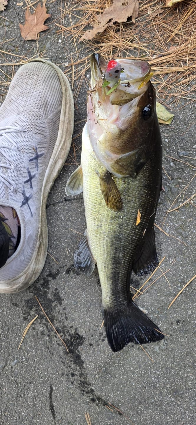 Customer photo review of Shadtale Soft Fishing Lures with BKK Hooks