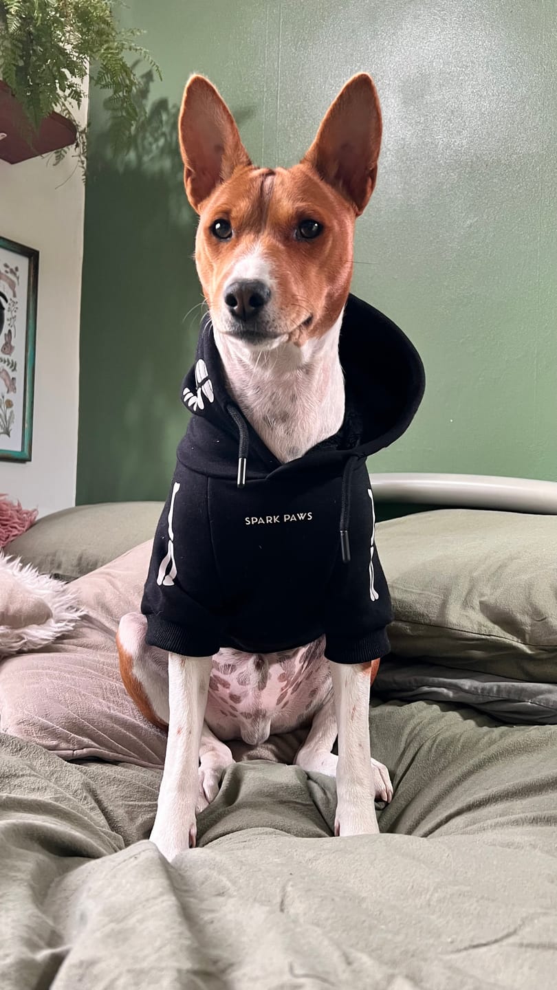Customer photo review of Halloween Dog Hoodie - Reflective Skeleton