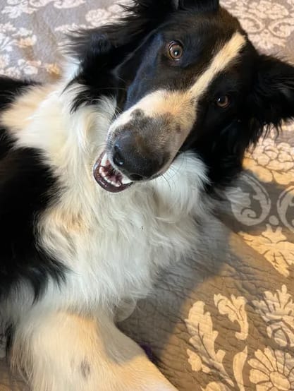 Customer photo review of Renova™ - Ta bort djurhår och dålig lukt från tvättmaskinen