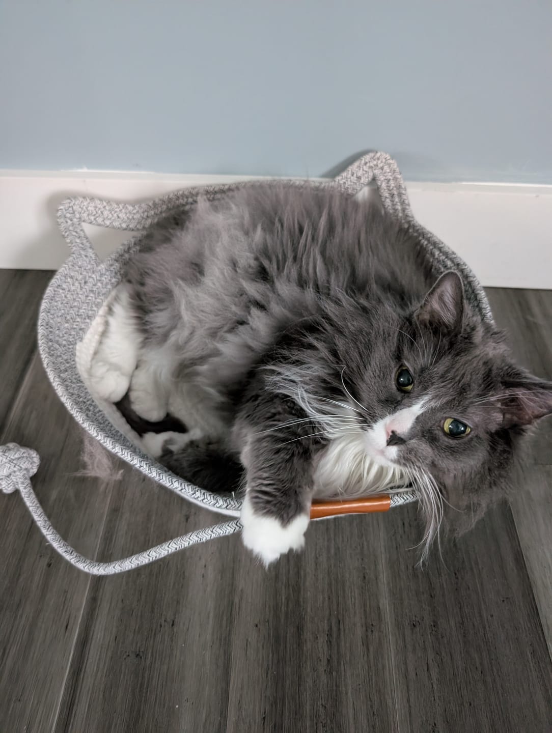 Customer photo review of Instinct Basket | Meet the first research-backed natural territory for indoor cats