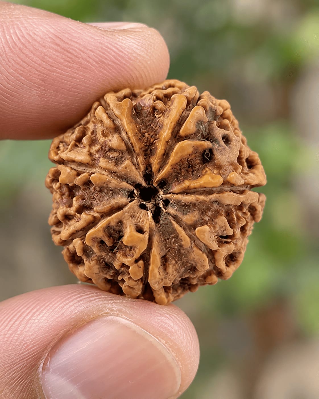 Customer photo review of 7 Mukhi Rudraksha (Nepali)
