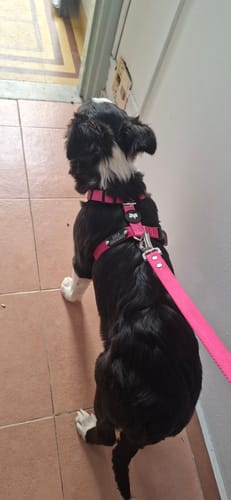 Customer photo review of Arnes H Antitirones Pets Club Confort