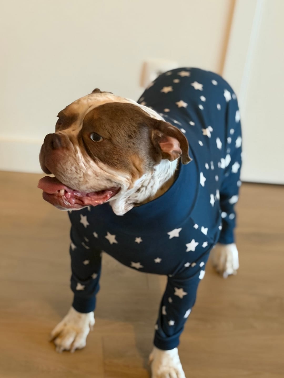 Customer photo review of Dog Pajama - Stars