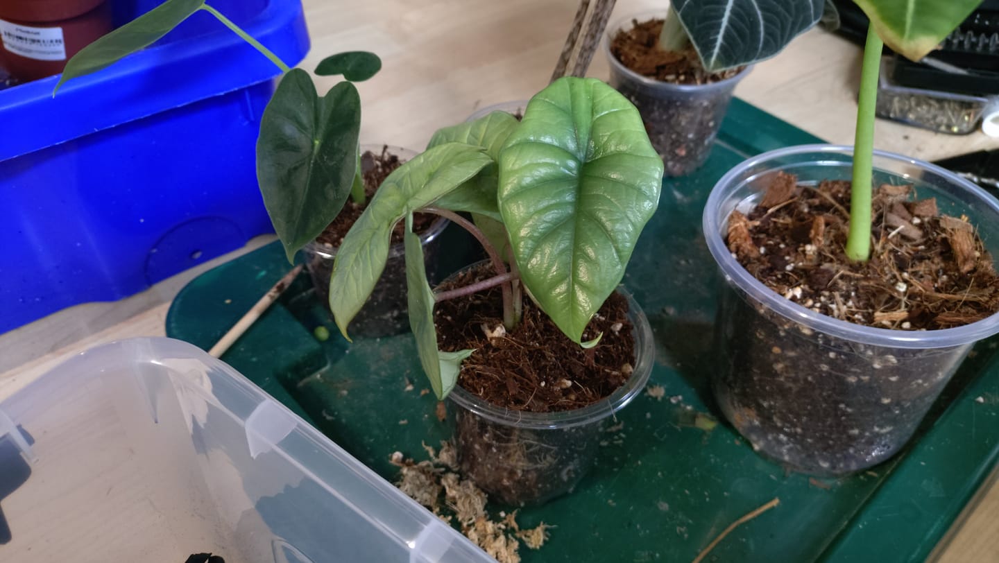 Customer photo review of ALOCASIA PLATINUM
