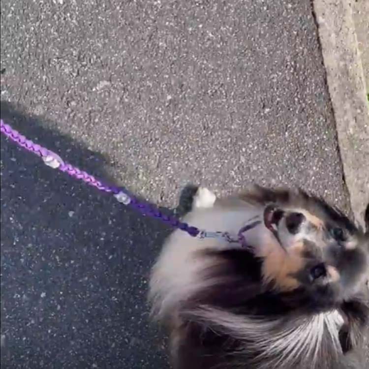 Customer photo review of Tvati Pet