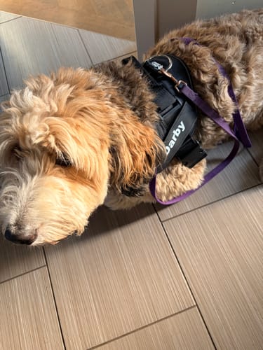 Customer's Dogshood No Pull Harness fitted on a fluffy brown dog with a purple leash attached.
