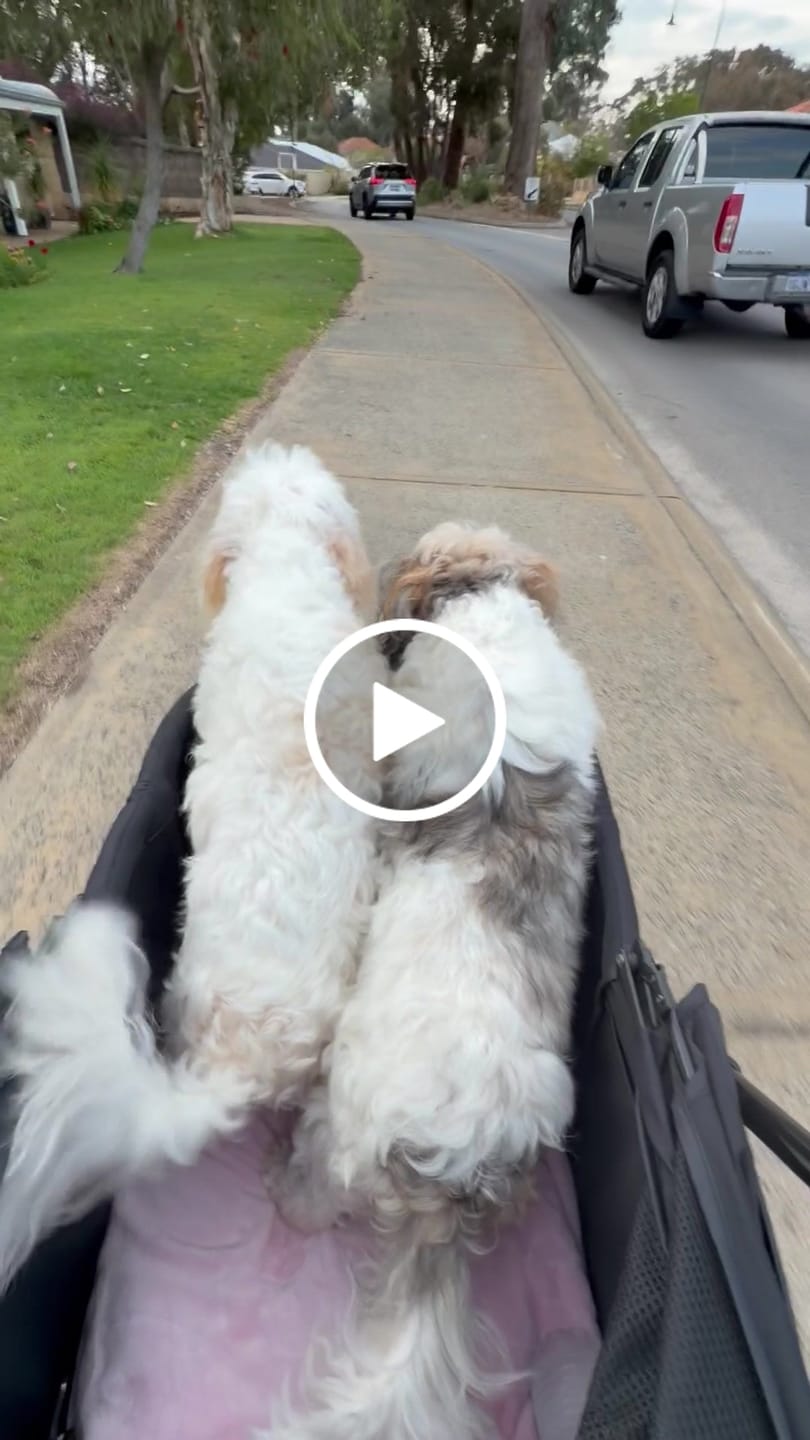 Customer video review of Fur King Wagon - 30 kg Pet Pram