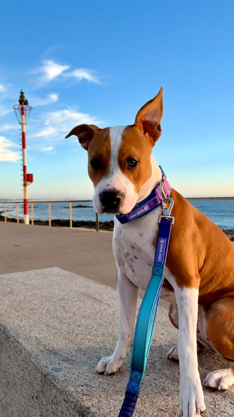 Customer photo review of Comfort Control Dog Collars