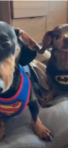 Customer photo review of Pechera Batman