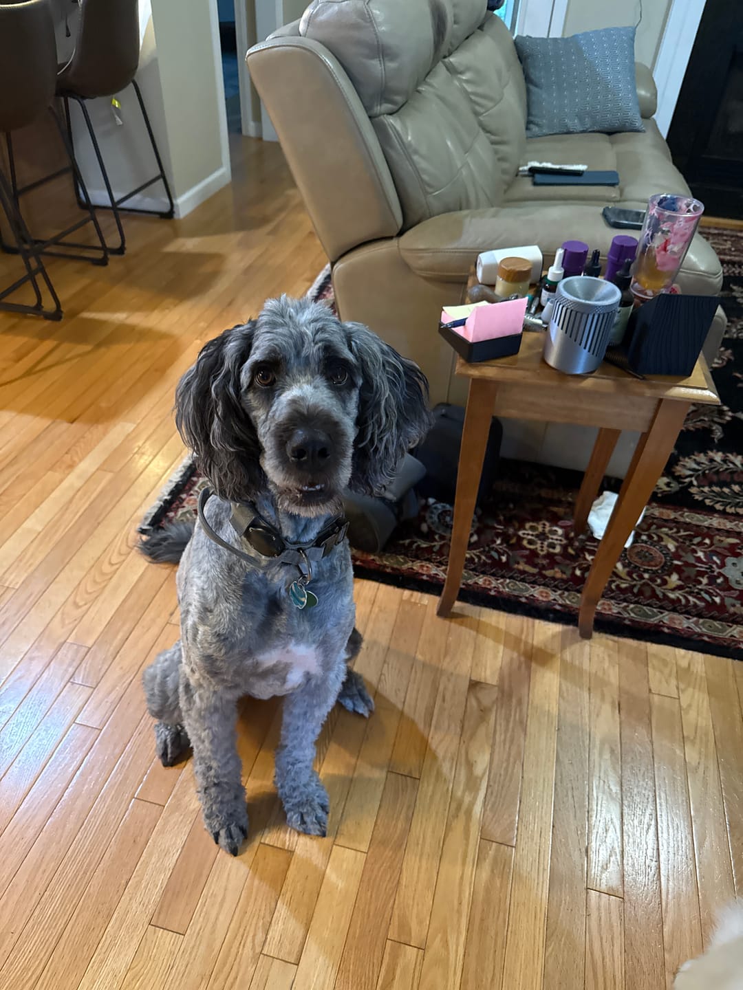 Customer photo review of Funny Peeking Merle Goldendoodle T-Shirt