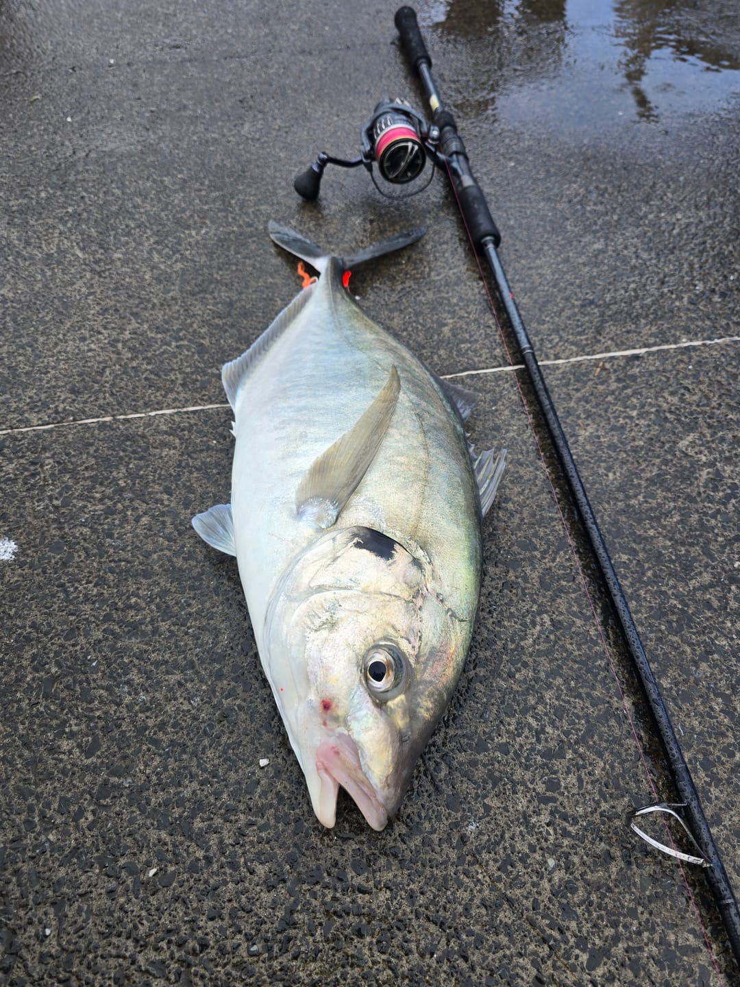 Customer photo review of Yamaga Blanks - 88 CHAIN Spinning Rod
