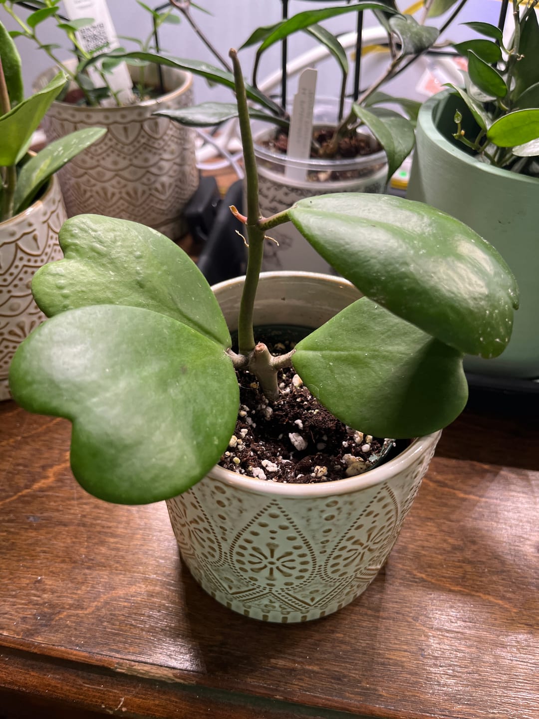 Customer photo review of Hoya kerrii
