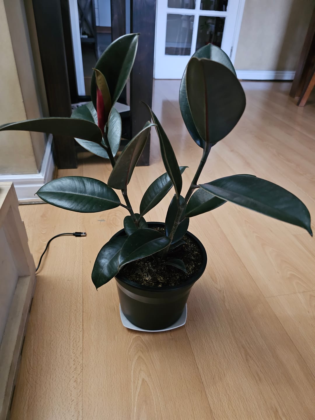 Customer photo review of Gomero Burgundy Ficus