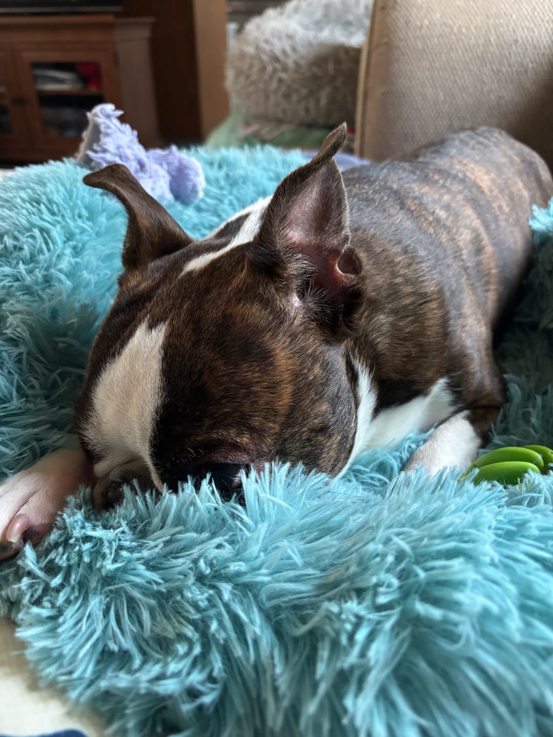 Customer photo review of The Original Fluffy Bean® Pet Bed