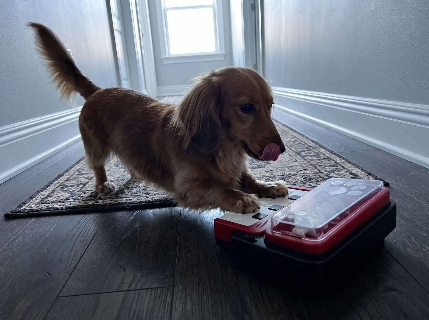 Customer photo review of PianoFeeder™ Interactive Dog Treat Dispenser