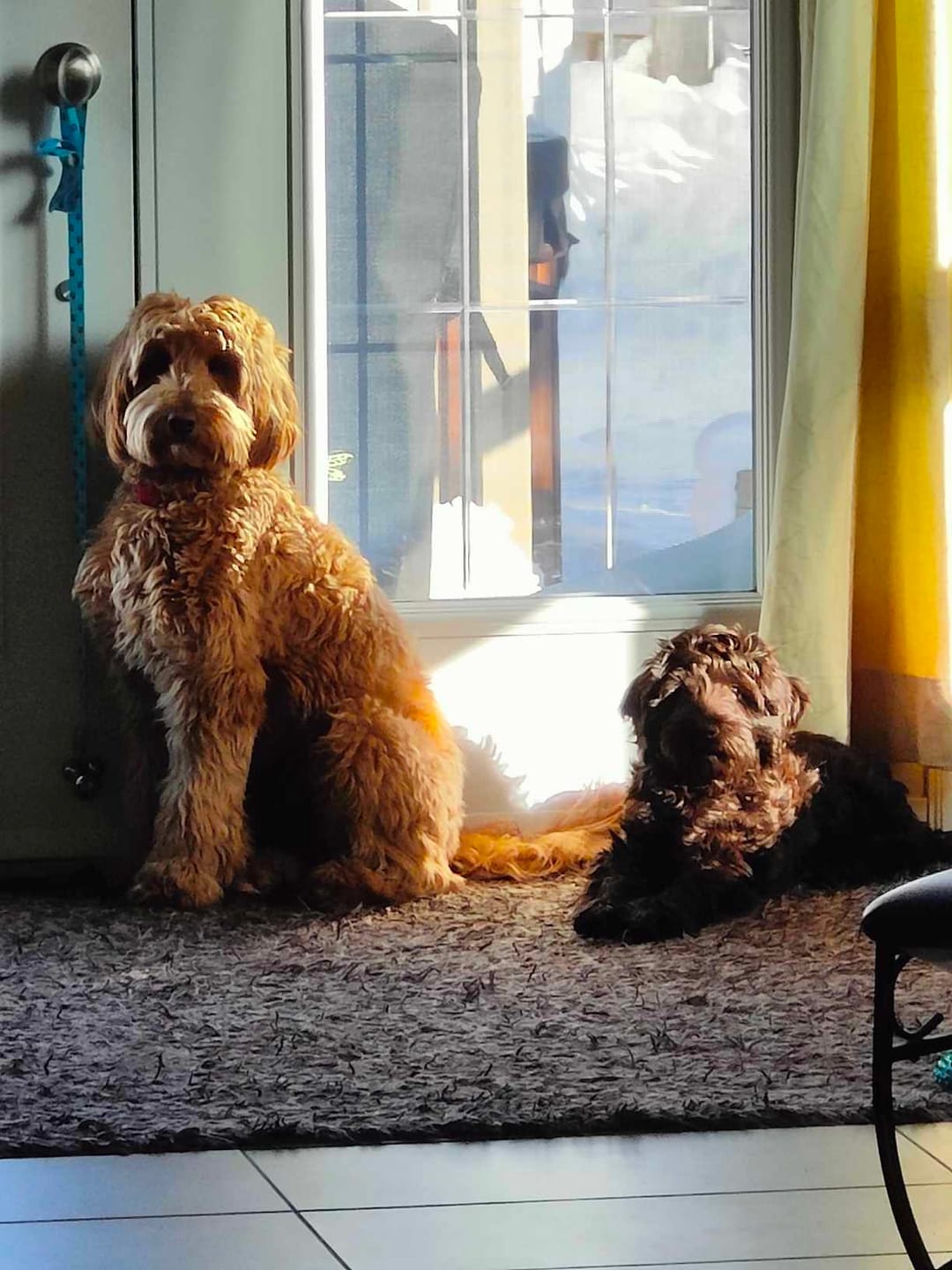 Customer photo review of 6 Inch Standard Braided Bully Stick