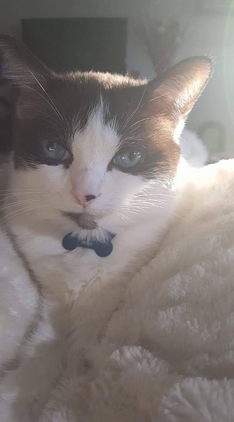 Customer photo review of Tvati Pet