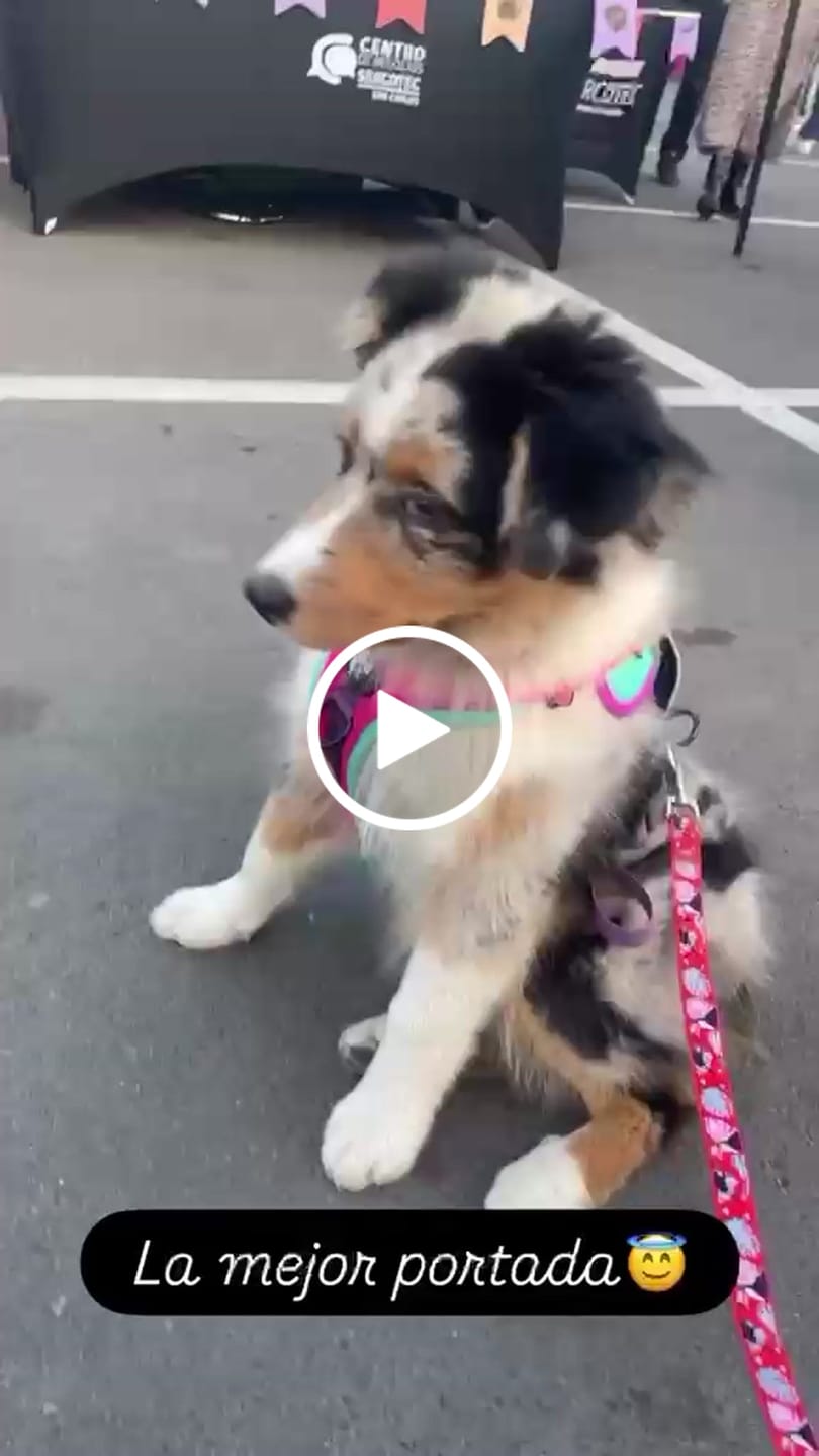 Customer video review of Arnés para perros Puelo — Chilco