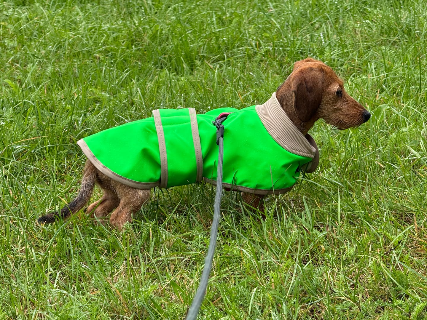 Customer photo review of THE GLOW RAINCOAT mini-fit – Hundemantel für kleine Hunderassen und Dackel in Neongrün