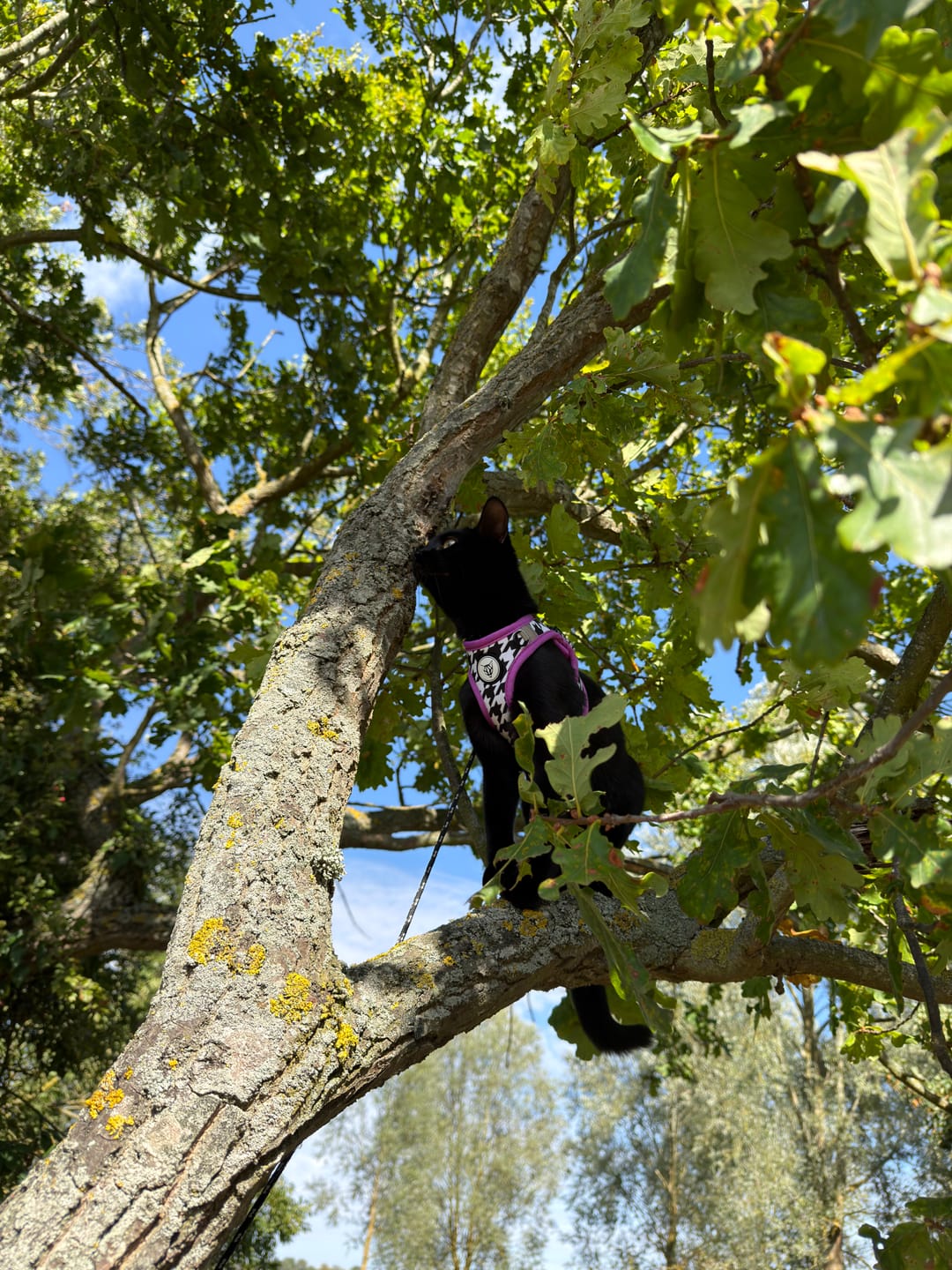 Customer photo review of Tailored Tux Edition - Step In Cat Harness