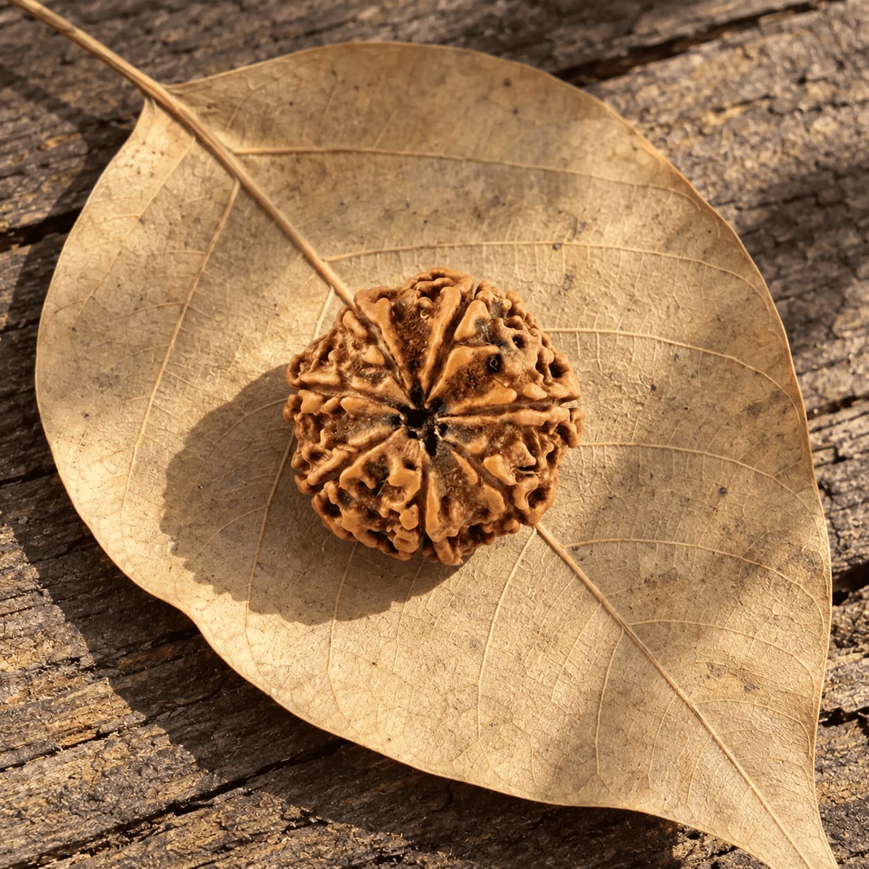 Customer photo review of 7 Mukhi Rudraksha (Nepali)