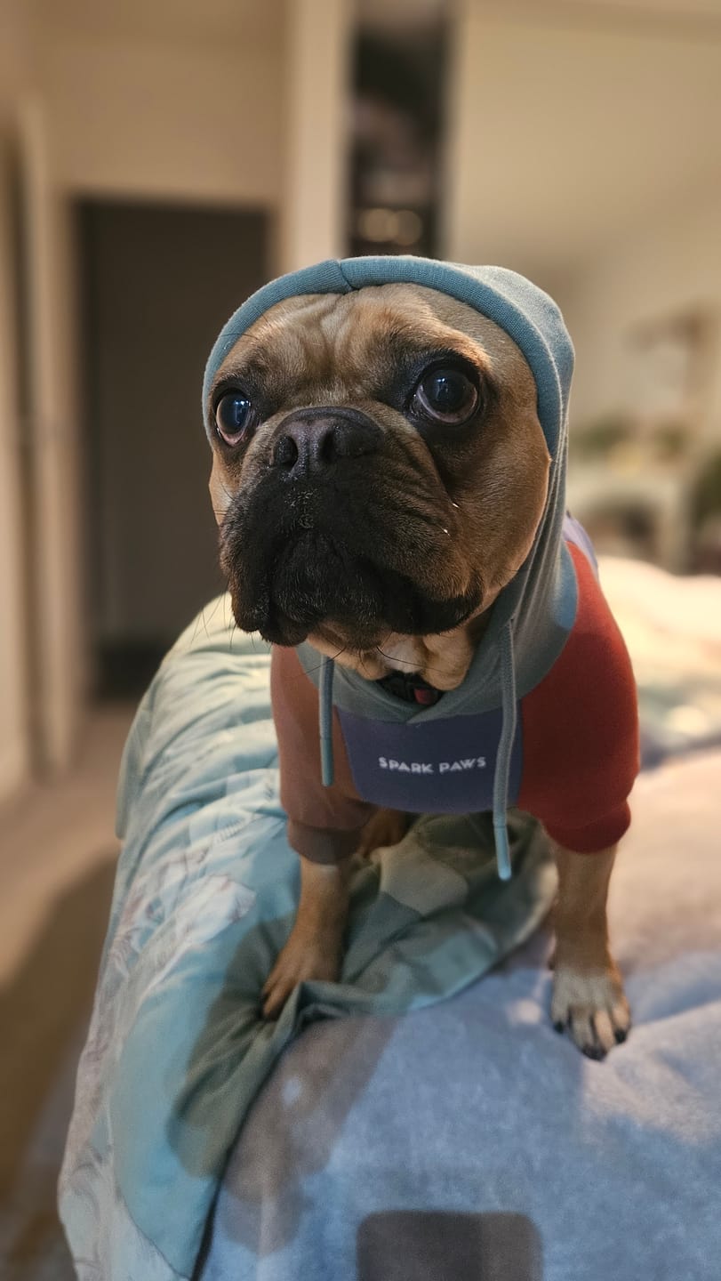 Customer photo review of Alpine Dog Hoodie