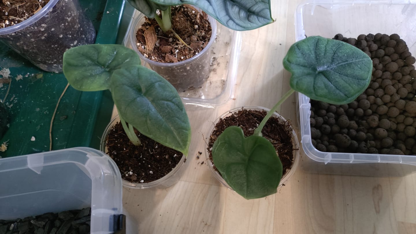 Customer photo review of ALOCASIA MELO