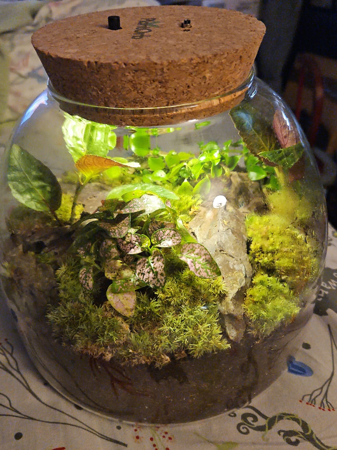 Customer photo review of Light Up Terrarium Kit