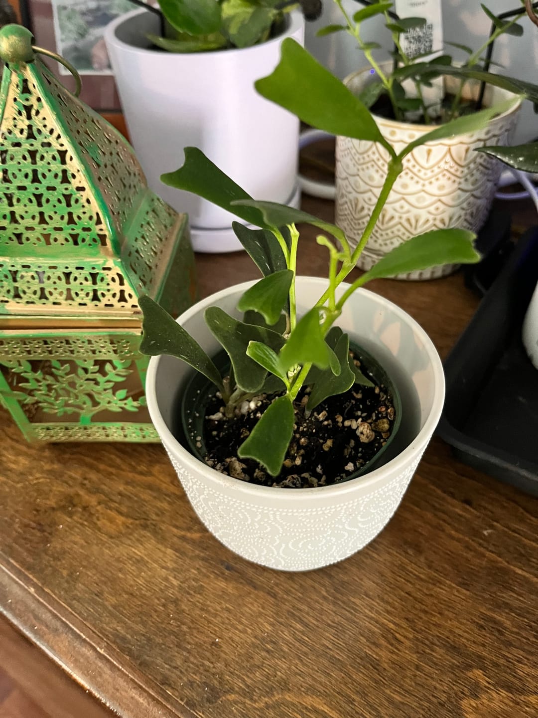 Customer photo review of Hoya manipurensis