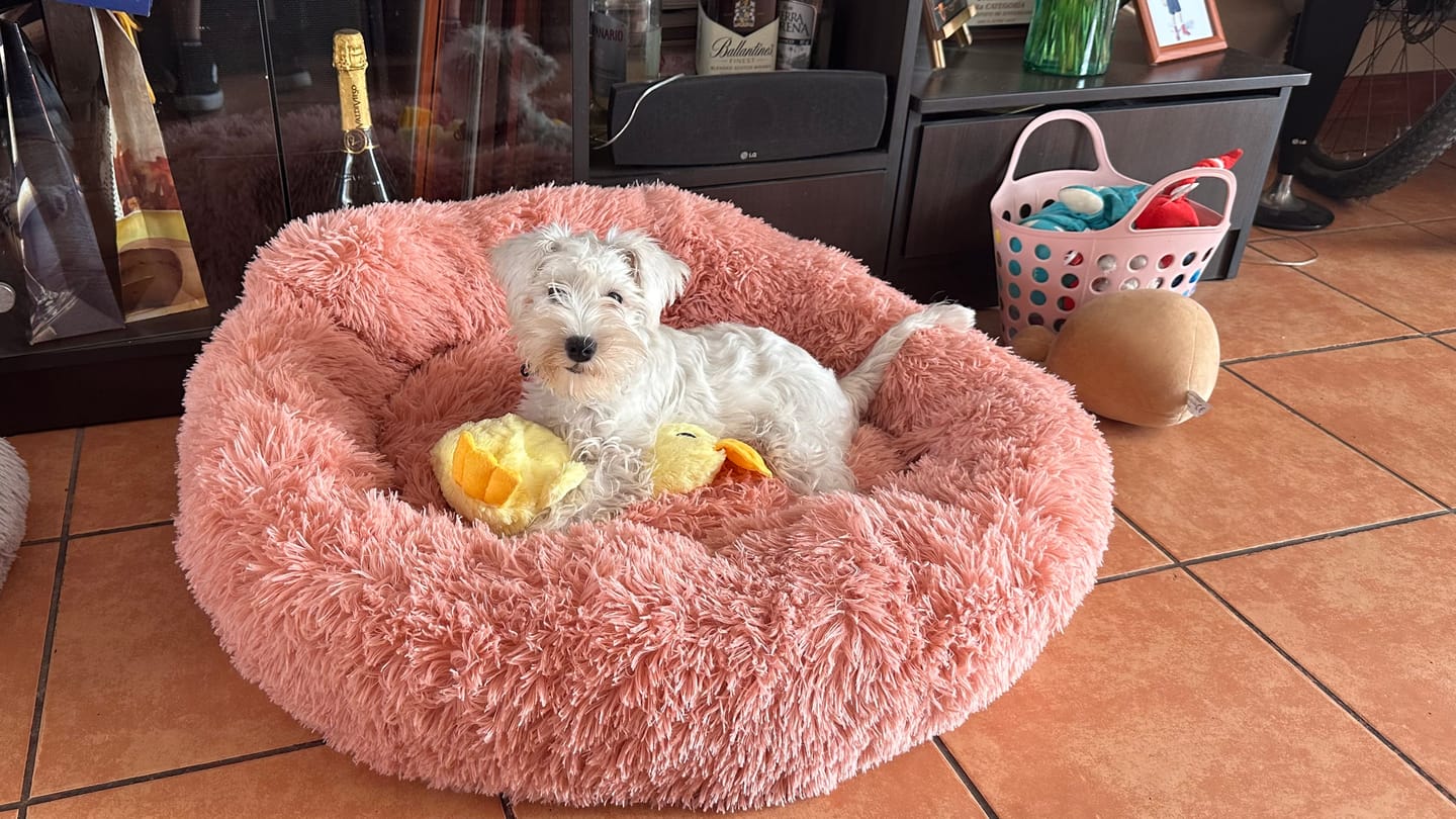 Customer photo review of Cama Anti-Estrés THE DOGS — Menos ansiedad, más descanso