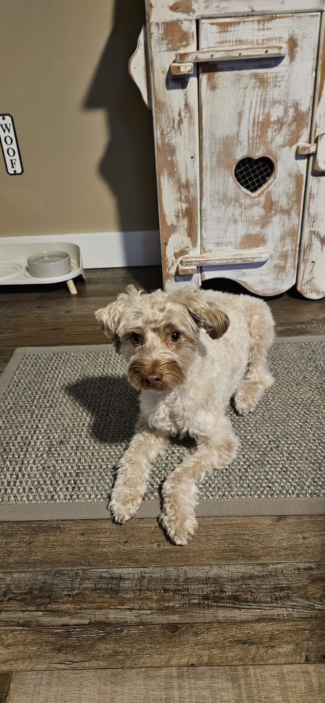 Customer photo review of Tvati Pet