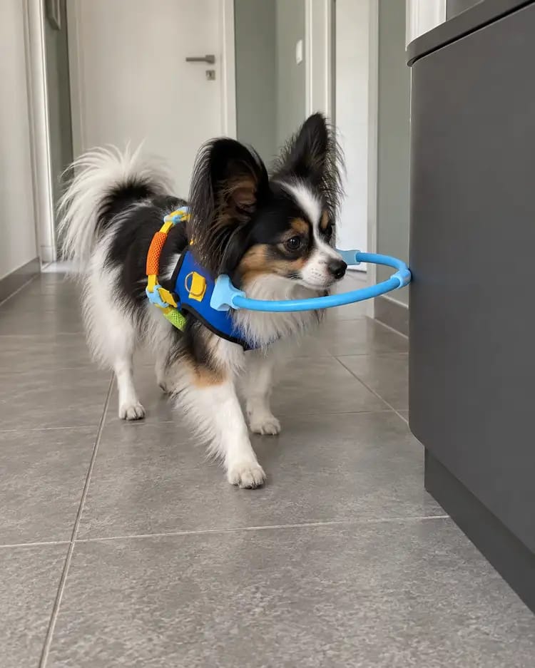 Customer photo review of Halo Safety Ring for Blind Pets